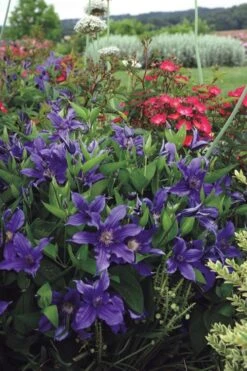 Sapphire Indigo Clematis - 1 Gallon Pot -Garden Plants clematis sapphire indigo 6 1