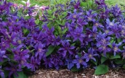 Sapphire Indigo Clematis - 1 Gallon Pot -Garden Plants clematis sapphire indigo 7 1