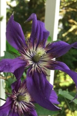 Sapphire Indigo Clematis - 3 Gallon Pot -Garden Plants clematis sapphire indigo 9