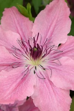 Sarah Elizabeth Clematis - 1 Gallon Pot -Garden Plants clematis sarah elizabeth 3