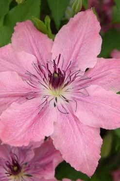 Sarah Elizabeth Clematis - 1 Gallon Pot -Garden Plants clematis sarah elizabeth 4