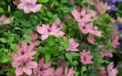 Sarah Elizabeth Clematis - 1 Gallon Pot -Garden Plants clematis sarah elizabeth 5