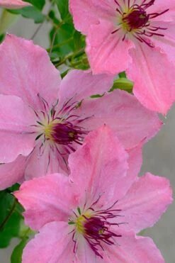 Sarah Elizabeth Clematis - 1 Gallon Pot -Garden Plants clematis sarah elizabeth 7