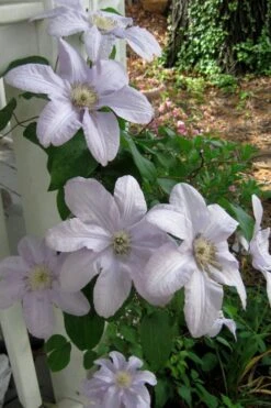 Silver Moon Clematis - 1 Gallon Pot -Garden Plants clematis silver moon 3