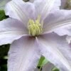 Silver Moon Clematis - 1 Gallon Pot -Garden Plants clematis silver moon 6
