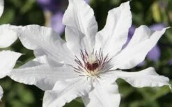 Snow Queen Clematis - 1 Gallon Pot -Garden Plants clematis snow queen 3