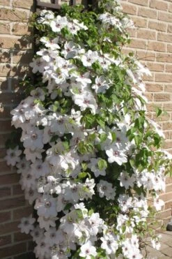 Snow Queen Clematis - 1 Gallon Pot -Garden Plants clematis snow queen 4