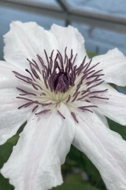 Snow Queen Clematis - 1 Gallon Pot -Garden Plants clematis snow queen 5