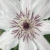 Snow Queen Clematis - 1 Gallon Pot
