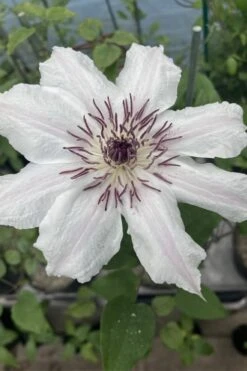 Snow Queen Clematis - 1 Gallon Pot -Garden Plants clematis snow queen 7