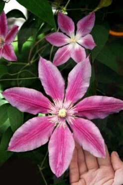 Sugar Candy Clematis - 1 Gallon Pot -Garden Plants clematis sugar candy 3