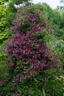 Sweet Summer Love Clematis - 1 Gallon Pot 13 Sweet Summer Love Clematis - 1 Gallon Pot -Garden Plants clematis sweet summer love 4
