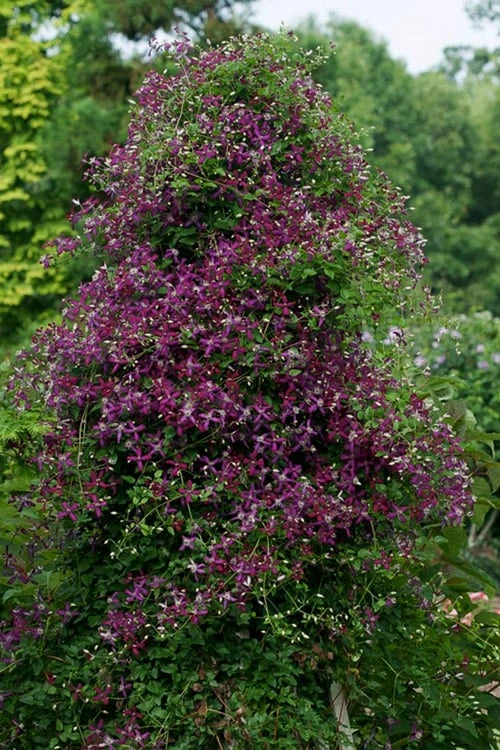 Sweet Summer Love Clematis - 1 Gallon Pot 7 Sweet Summer Love Clematis - 1 Gallon Pot - Image 5