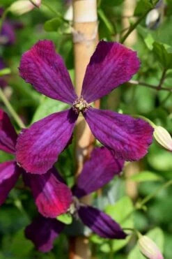Sweet Summer Love Clematis - 1 Gallon Pot 15 Sweet Summer Love Clematis - 1 Gallon Pot -Garden Plants clematis sweet summer love 7