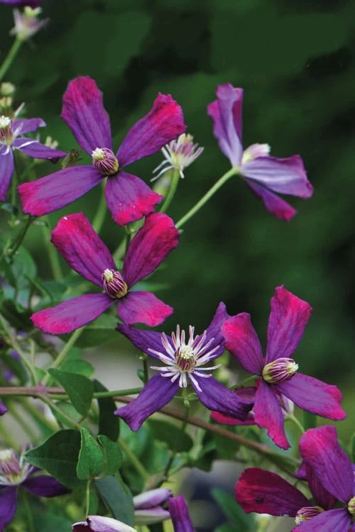Sweet Summer Love Clematis - 1 Gallon Pot 6 Sweet Summer Love Clematis - 1 Gallon Pot - Image 4