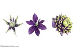 Taiga Clematis - 2 Gallon Pot 17 Taiga Clematis - 2 Gallon Pot -Garden Plants clematis taiga 24 2