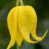 Tangutica Yellow Clematis - 1 Gallon Pot -Garden Plants clematis tanguitica 6