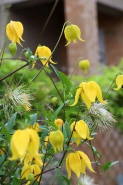 Tangutica Yellow Clematis - 1 Gallon Pot -Garden Plants clematis tangutica 1