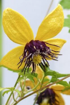 Tangutica Yellow Clematis - 1 Gallon Pot -Garden Plants clematis tangutica 2