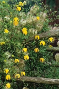 Tangutica Yellow Clematis - 1 Gallon Pot -Garden Plants clematis tangutica 4