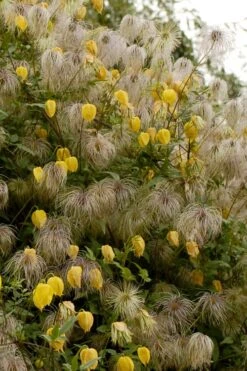 Tangutica Yellow Clematis - 1 Gallon Pot -Garden Plants clematis tangutica flowers and seedheads
