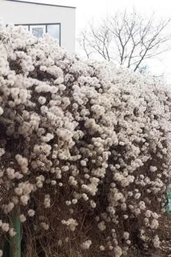 Tangutica Yellow Clematis - 1 Gallon Pot -Garden Plants clematis tangutica seedheads winter