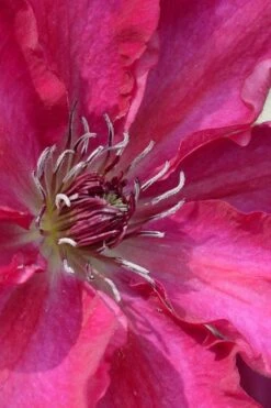 Garland Tekla Clematis - 1 Gallon Pot -Garden Plants clematis tekla 1