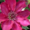 Garland Tekla Clematis - 1 Gallon Pot 1 Garland Tekla Clematis - 1 Gallon Pot -Garden Plants clematis tekla 2