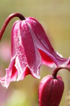 Etioile Rose Clematis - 1 Gallon Pot -Garden Plants clematis texensis etoile rose 1