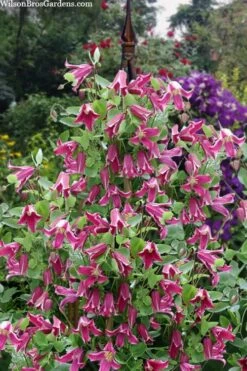 Etioile Rose Clematis - 1 Gallon Pot -Garden Plants clematis texensis etoile rose 4