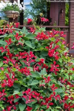 Gravetye Beauty Clematis - 1 Gallon Pot 12 Gravetye Beauty Clematis - 1 Gallon Pot -Garden Plants clematis texensis gravetye beauty 10