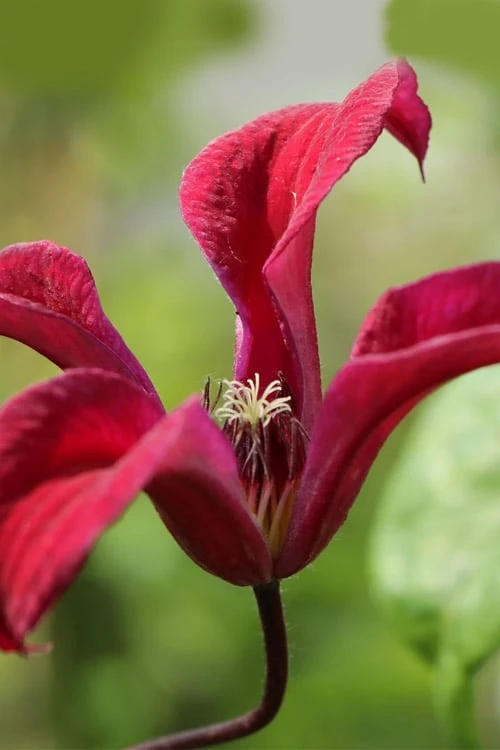 Gravetye Beauty Clematis - 1 Gallon Pot 2 Gravetye Beauty Clematis - 1 Gallon Pot
