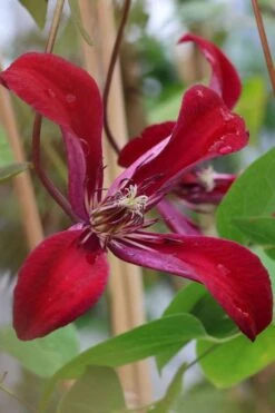 Gravetye Beauty Clematis - 1 Gallon Pot 15 Gravetye Beauty Clematis - 1 Gallon Pot -Garden Plants clematis texensis gravetye beauty 7
