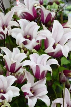 Princess Kate Clematis - 1 Gallon Pot 19 Princess Kate Clematis - 1 Gallon Pot -Garden Plants clematis texensis princess kate 14