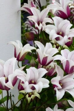 Princess Kate Clematis - 1 Gallon Pot 21 Princess Kate Clematis - 1 Gallon Pot -Garden Plants clematis texensis princess kate 15