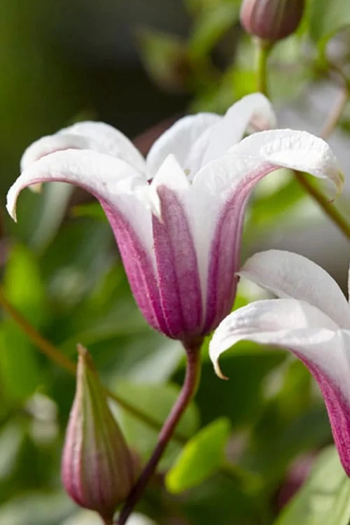 Princess Kate Clematis - 1 Gallon Pot 11 Princess Kate Clematis - 1 Gallon Pot - Image 9