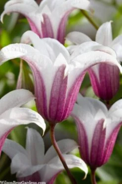 Princess Kate Clematis - 1 Gallon Pot 16 Princess Kate Clematis - 1 Gallon Pot -Garden Plants clematis texensis princess kate 23