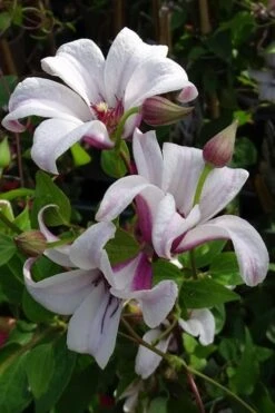 Princess Kate Clematis - 1 Gallon Pot 18 Princess Kate Clematis - 1 Gallon Pot -Garden Plants clematis texensis princess kate 5