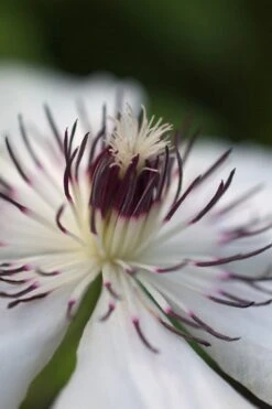 The Countess Of Wessex Clematis - 1 Gallon Pot -Garden Plants clematis the countess of wessex 4
