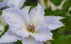 Tranquilite Clematis - 1 Gallon Pot -Garden Plants clematis tranquilete 1