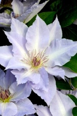 Tranquilite Clematis - 1 Gallon Pot -Garden Plants clematis tranquilete 3