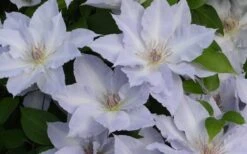 Tranquilite Clematis - 1 Gallon Pot -Garden Plants clematis tranquilete 4