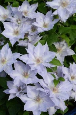 Tranquilite Clematis - 1 Gallon Pot -Garden Plants clematis tranquilite 11