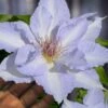 Tranquilite Clematis - 1 Gallon Pot 1 Tranquilite Clematis - 1 Gallon Pot -Garden Plants clematis tranquilite 12
