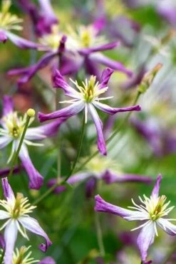 Rubromarginata Fragrant Clematis - 1 Gallon Pot -Garden Plants clematis triternata rubromarginata 1