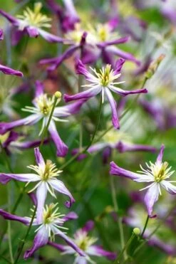 Rubromarginata Fragrant Clematis - 1 Gallon Pot -Garden Plants clematis triternata rubromarginata 2