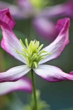 Rubromarginata Fragrant Clematis - 1 Gallon Pot -Garden Plants clematis triternata rubromarginata 7
