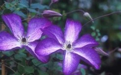 Venosa Violacea Clematis - 1 Gallon Pot 20 Venosa Violacea Clematis - 1 Gallon Pot -Garden Plants clematis venosa violacea 1