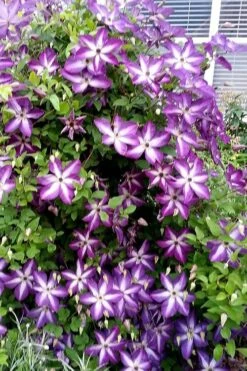 Venosa Violacea Clematis - 1 Gallon Pot 21 Venosa Violacea Clematis - 1 Gallon Pot -Garden Plants clematis venosa violacea 5
