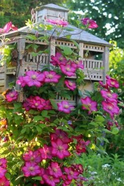 Ville De Lyon Clematis - 1 Gallon Pot 12 Ville De Lyon Clematis - 1 Gallon Pot -Garden Plants clematis ville de lyon 7